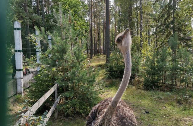 Беловежская пуща, Брест
